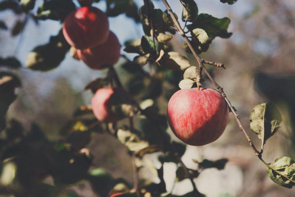 Omenapuun Hoito
